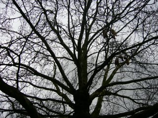 20060214210044-sombr1.jpg