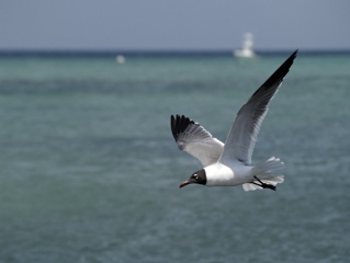 20070119215623-cd647f055-a.jpg