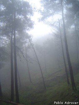 25_niebla.jpg
